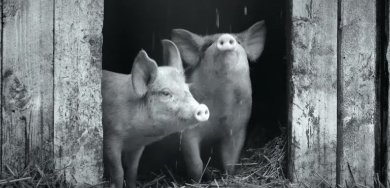 GUNDA2shotpiggies2020